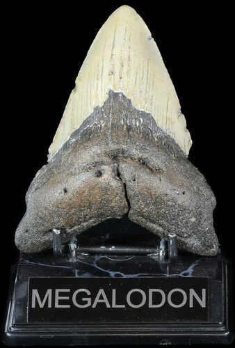 Bargain Megalodon Tooth - North Carolina #49527
